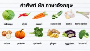 คำศัพท์ ผัก ภาษาอังกฤษ vegetables