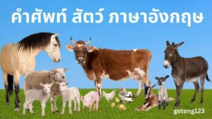 คำศัพท์ สัตว์ ภาษาอังกฤษ